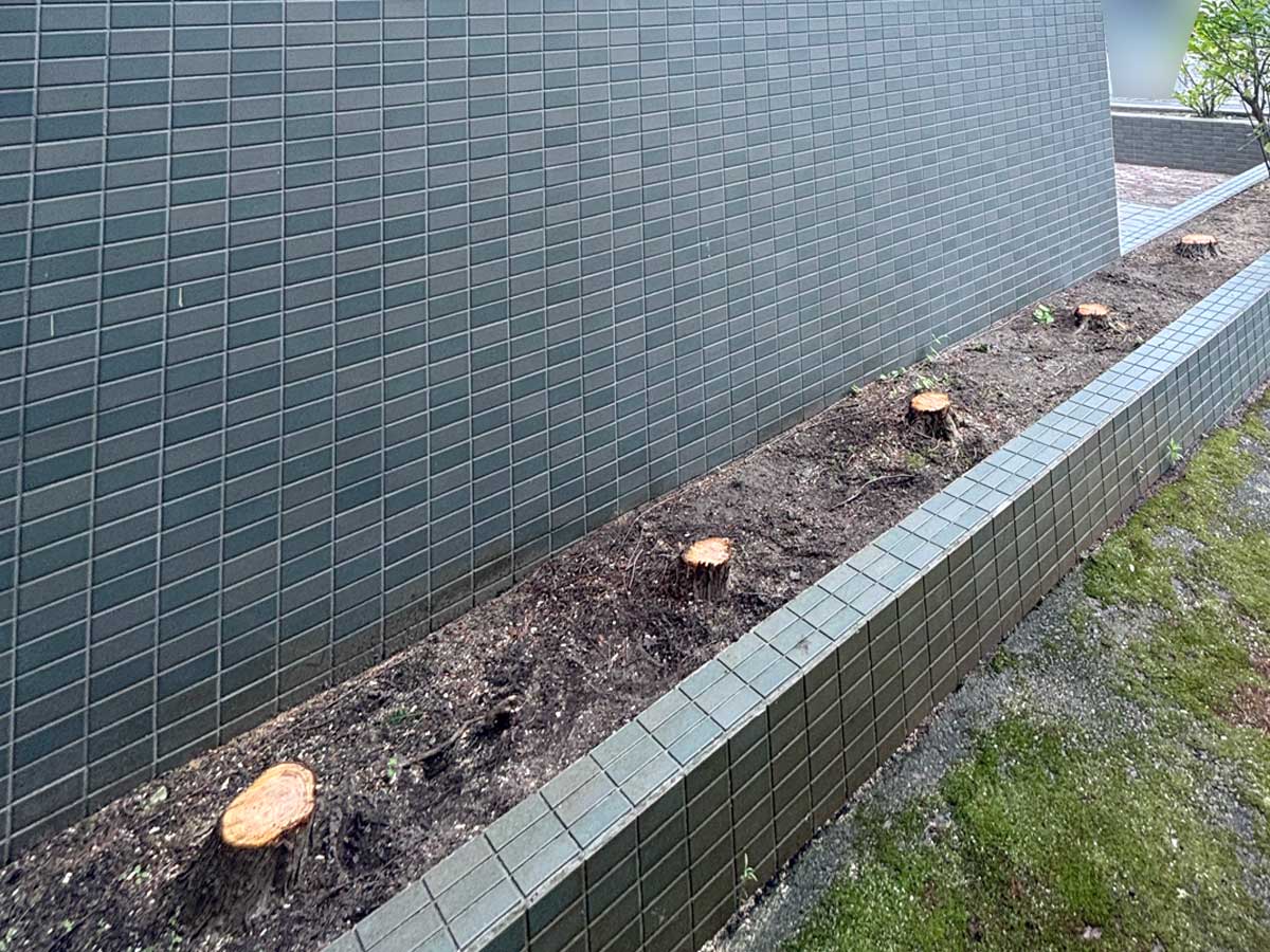 石巻市鹿妻地区のマンション敷地内で3階床付近まで成長した庭木5本の伐採後