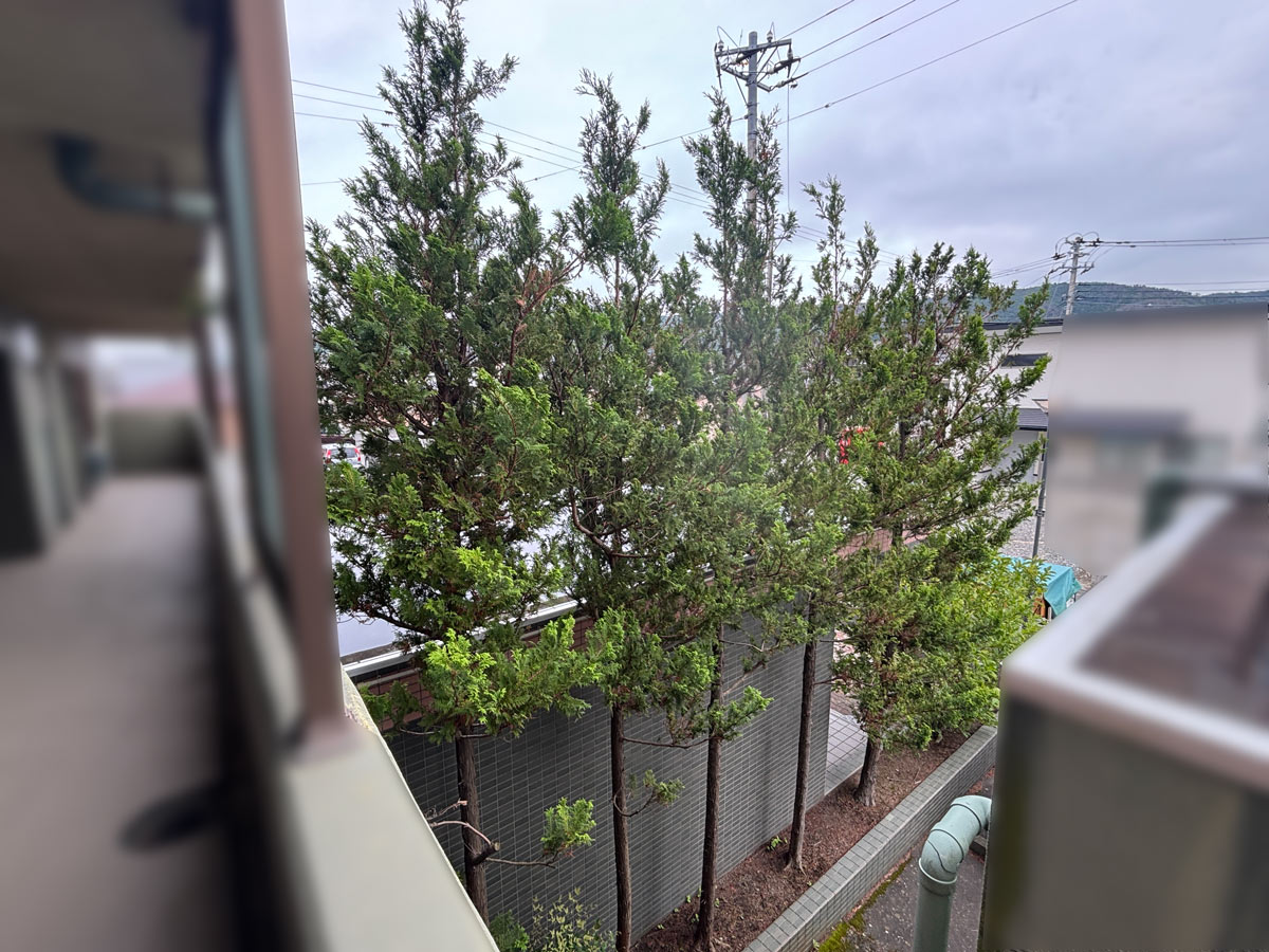 石巻市鹿妻地区のマンション敷地内で3階床付近まで成長した庭木5本の伐採前