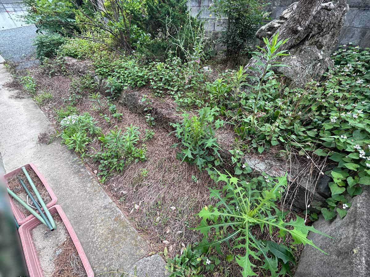 石巻市湊地区の空き家の前庭で草刈りを行う前の様子