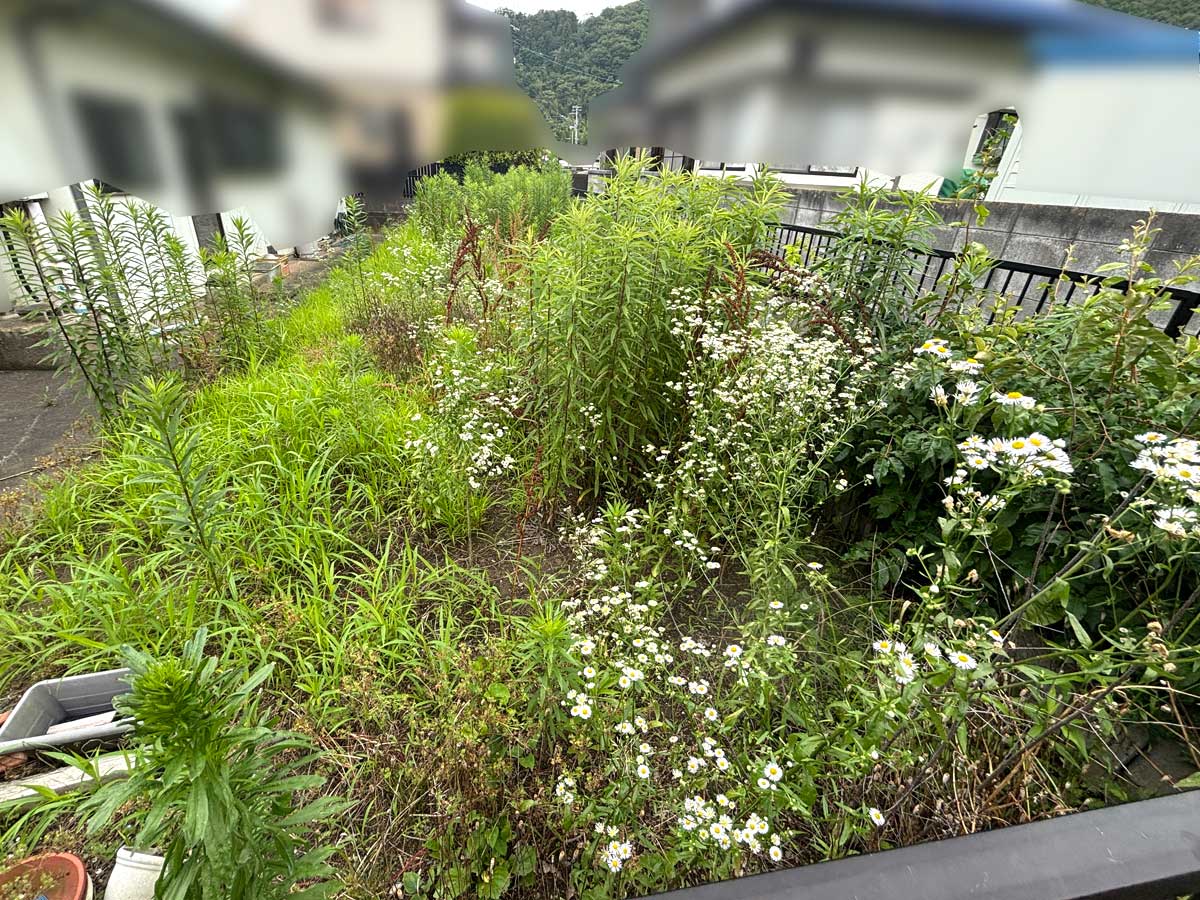 石巻市湊地区の空き家裏の元畑で草刈りを行う前の様子