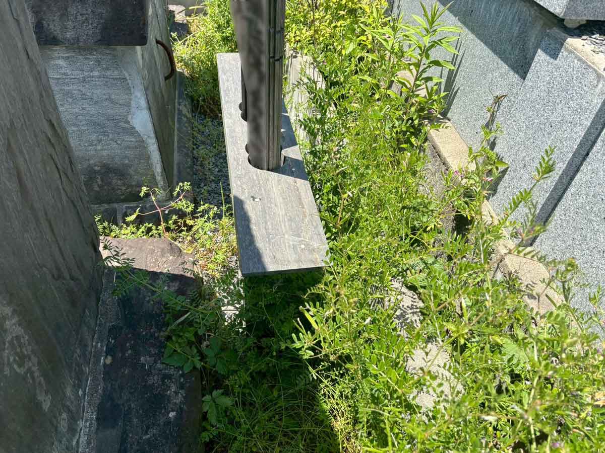 石巻市門脇地区のお墓除草作業前。墓石の裏側に根をしっかりと張った雑草が伸びている様子。