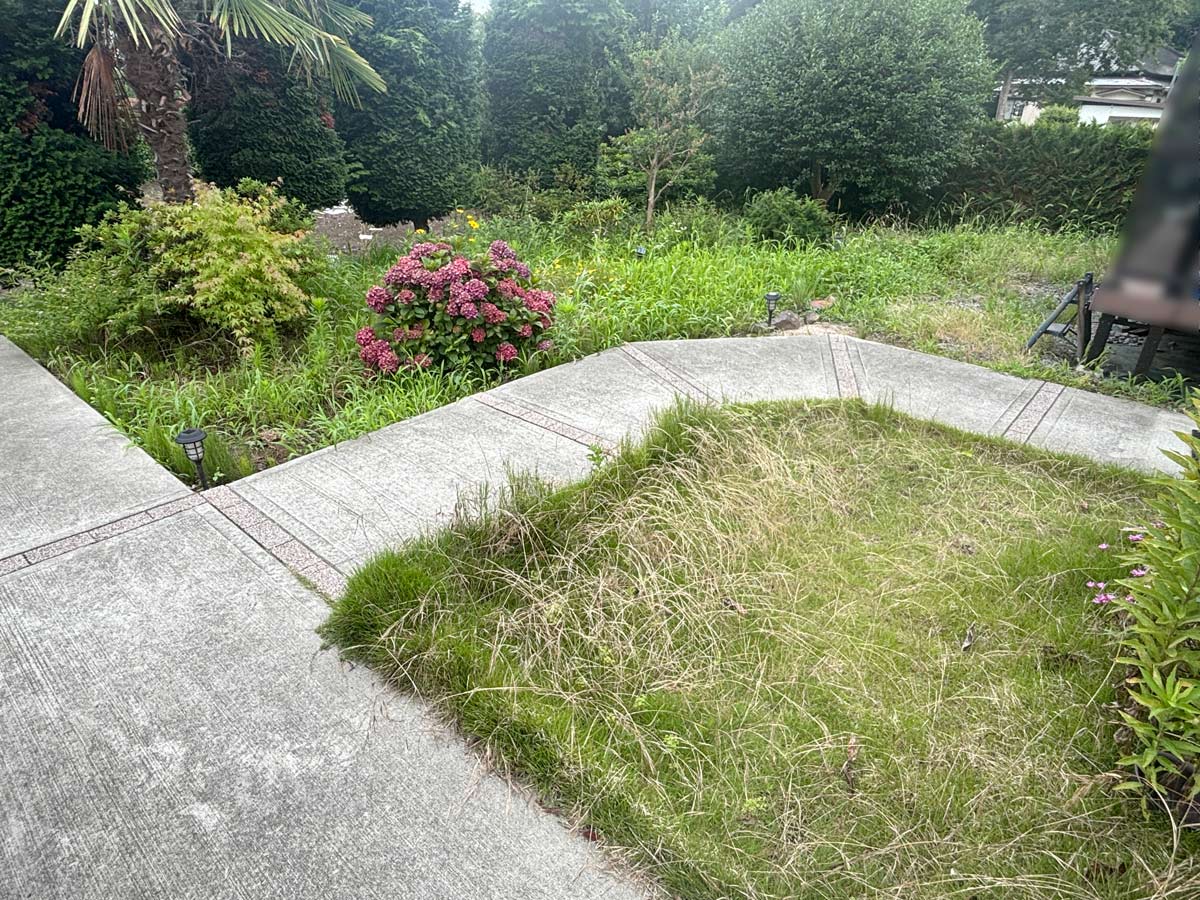 石巻市渡波地区のお庭の草刈り作業前、通路脇や奥のスペースに雑草が生い茂っている全景