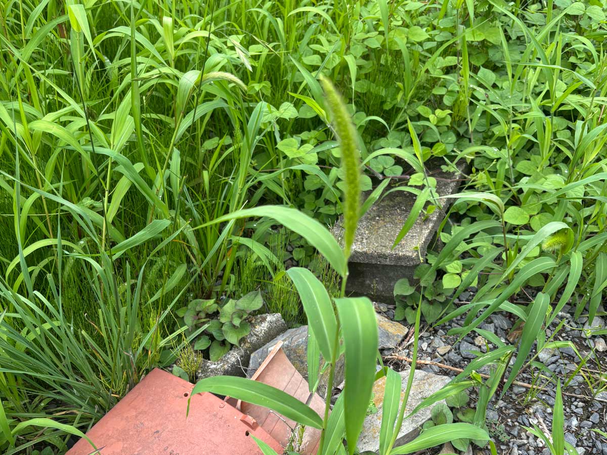 石巻市渡波地区のお庭草刈り作業前、茂った雑草の中にコンクリートブロックや庭石が隠れている様子