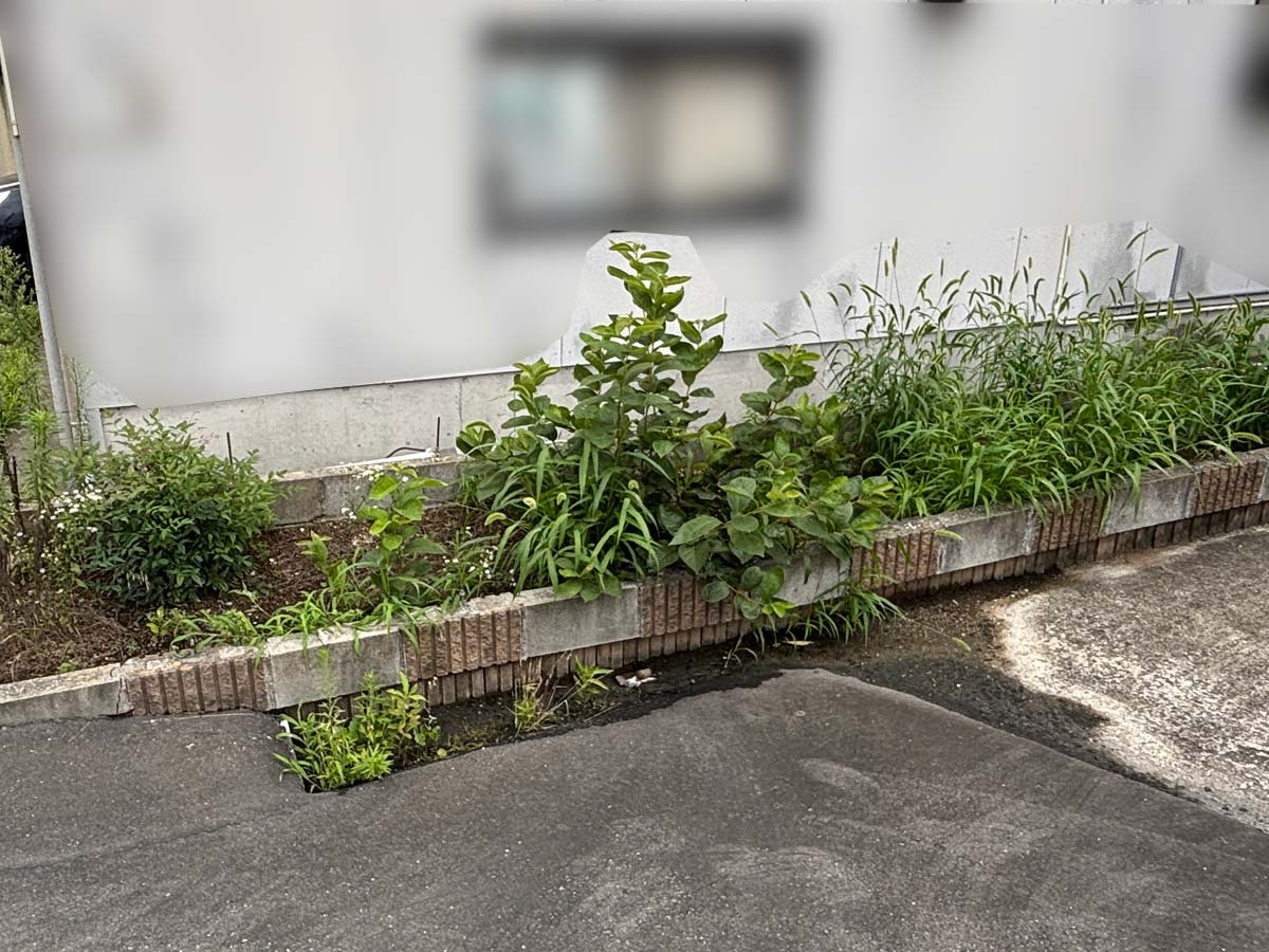 石巻市渡波地区の空き家で駐車場横の花壇の切り株から生えたひこばえや雑草が伸びた様子